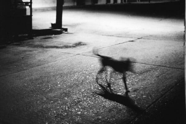 RAMON GIELING - "Mexican dog" - Photograph (edition of 2)